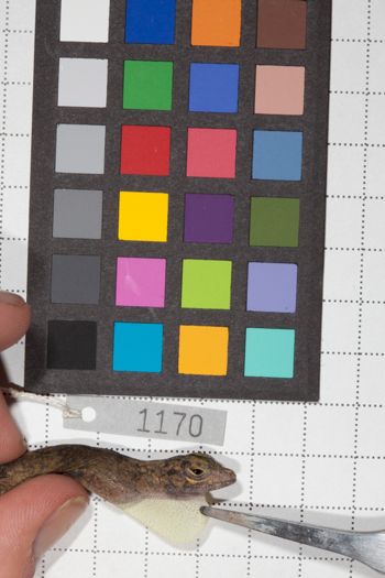 Media type: image;   Herpetology R-190632